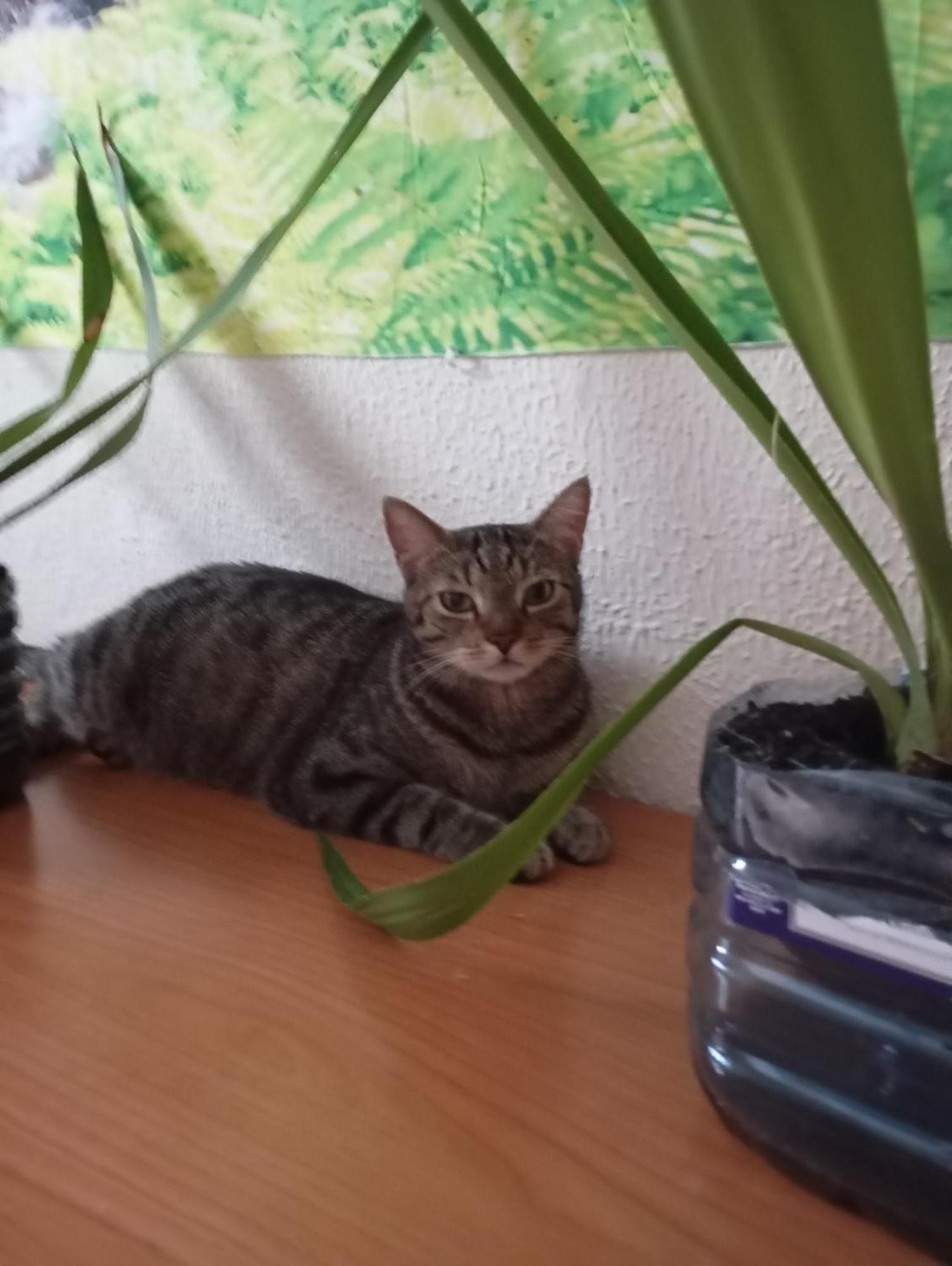Grosses Modernes Zimmer "Silber" Fuer 2 Personen Und Katzenliebhaber บาเลนเซีย ภายนอก รูปภาพ